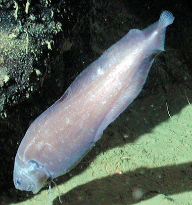 Spectrunculus grandis_04.jpg